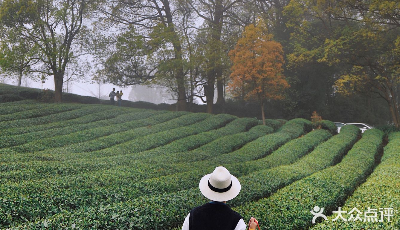 春游踏青好去处｜重庆最美茶园就在这儿🍃