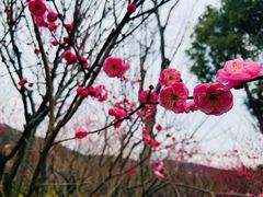 -香雪海