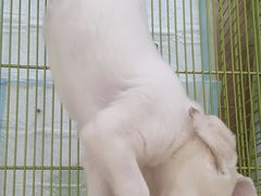 -Let's go狗咖·猫咖·奶狗·桌游(春熙路IFS店)