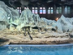 -帝企鹅自助餐厅•儿童岛•真企鹅(长隆企鹅酒店)