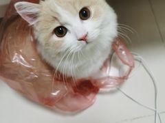 -猫大福·Fortune Cat猫舍(百子湾店)