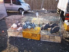 -蒲河大集