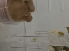-钓仓鼠(洋桥北里小区店)