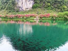 -靖西鹅泉风景区