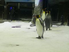 -悉尼海洋生物水族馆
