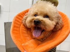 -北京赛佳动物医院