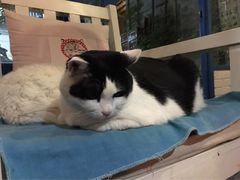 Anne猫窝咖啡屋-Anne猫窝咖啡屋