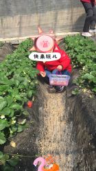 -蓝呗呗蓝莓草莓采摘园(通州区马驹桥店)