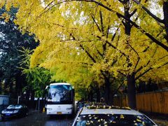 -三里屯东五街银杏大道