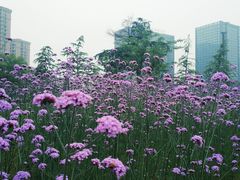 -杭州城北体育公园