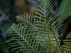 -国家植物园南园