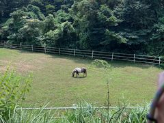 -济州森林小火车生态公园