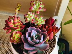 -双季花艺园艺市场(浦东店)