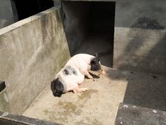 -田园东方蜜桃村的田野营地