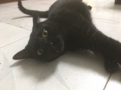 -屋虎猫馆(宝安大仟里店)