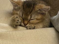 -糯米喵星人总部直营旗舰店·猫舍·幼猫出售