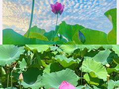 -广州莲花山旅游区