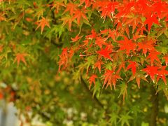 -洋湖国家湿地公园