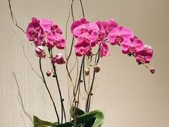 -丽晶轩中餐厅(重庆丽晶酒店)