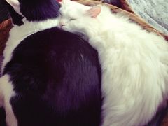 iphone_upload_pic-Anne猫窝咖啡屋