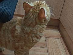 -瑞派名望志远动物医院·猫科·內科·异宠专科(直港大道店)