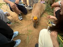 -西霞口神雕山野生动物世界