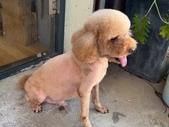 -多乐狗狗宠物训练工作室