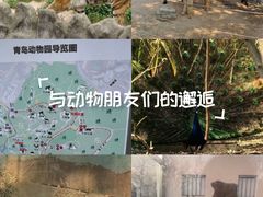 -青岛动物园