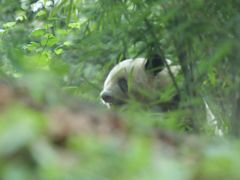 -中国大熊猫保护研究中心雅安碧峰峡基地
