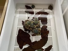 -灵龟之家百象馆(百象馆联合旗舰店)