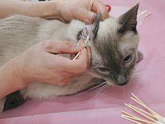 -北京观赏动物医院·24小时大型综合·猫专科·异宠专科