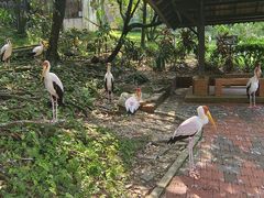 -吉隆坡雀鸟公园