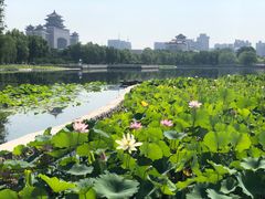 -莲花池公园
