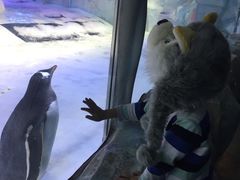 -芜湖新华联大白鲸海洋公园