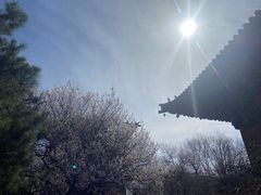 -善化寺