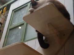 -猫咪博物馆(顶澳仔猫街店)