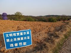 -大塘金香草谷