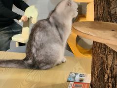 -豆逗聊愈猫阁Easy Life