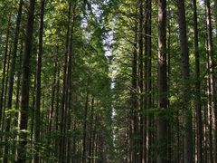 -黄海国家森林公园