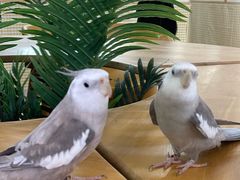 -三亚亚龙湾人间天堂鸟巢度假村