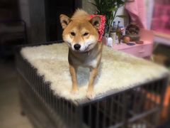 -宝鸡东道花鸟鱼虫市场(吉利花园商场店)