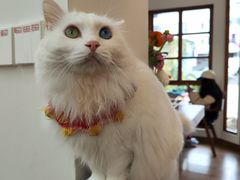 -有猫主题·治愈系猫咖(曾厝垵店)