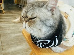 -楼上猫咖(罗湖店)
