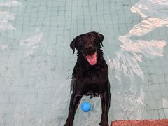 -帕帕拉兹宠物(亚洲旗舰店)