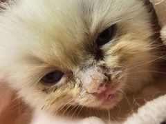 -楼上猫咖(罗湖店)