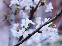 -高东镇樱花园