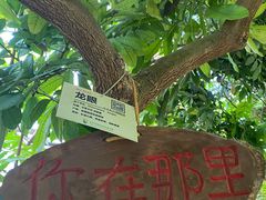 -呀路古热带植物园