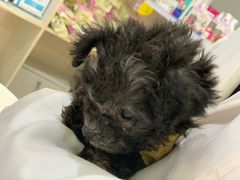 -百信宠物医院(东升街店)