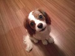 -多卡布奇宠物生活馆(上林世家店)