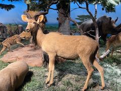 -国家自然博物馆